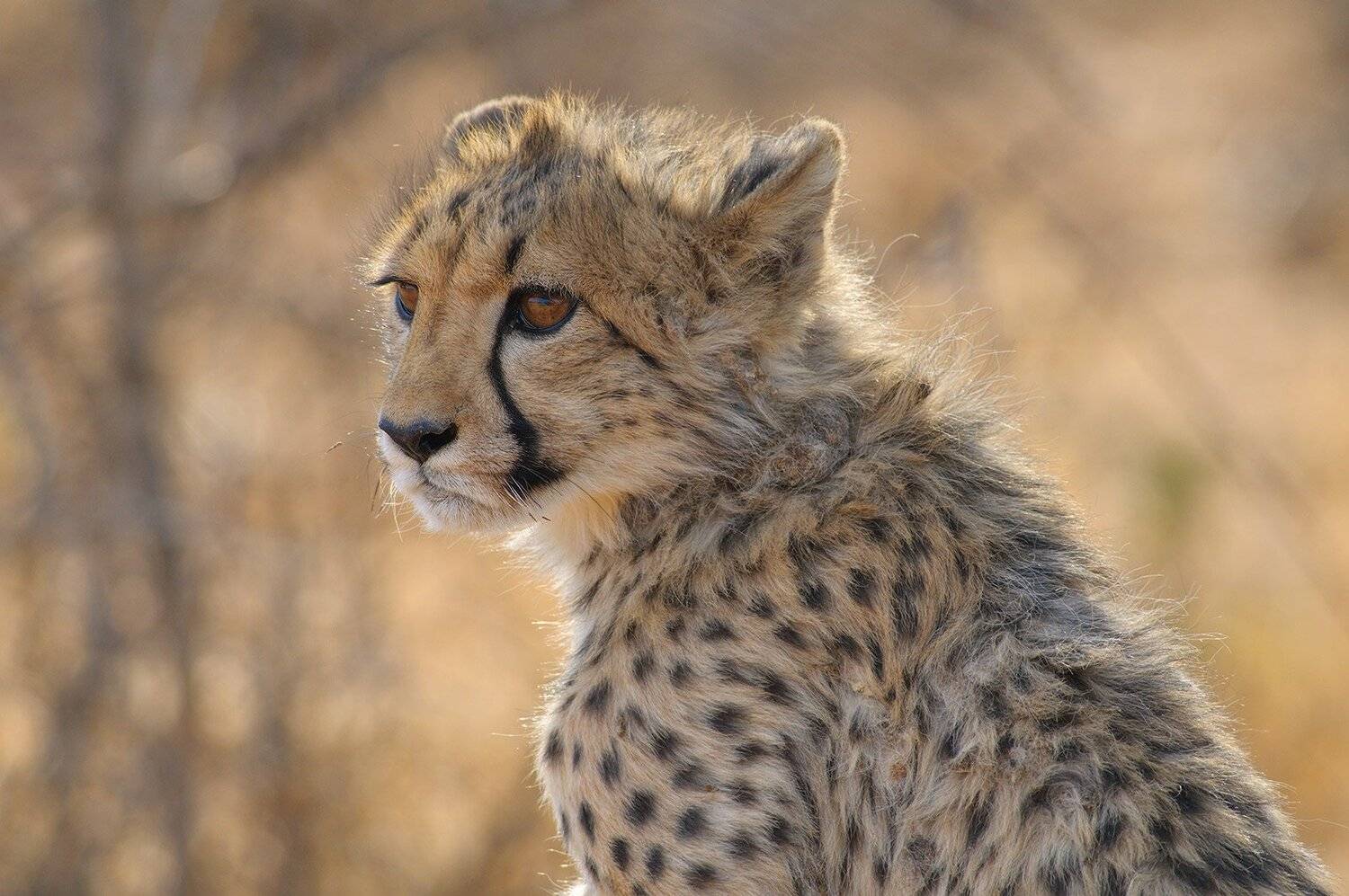 Cheetah. Автор: stefano.tassano , stefano.tassano