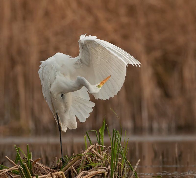 Балеринаphoto preview