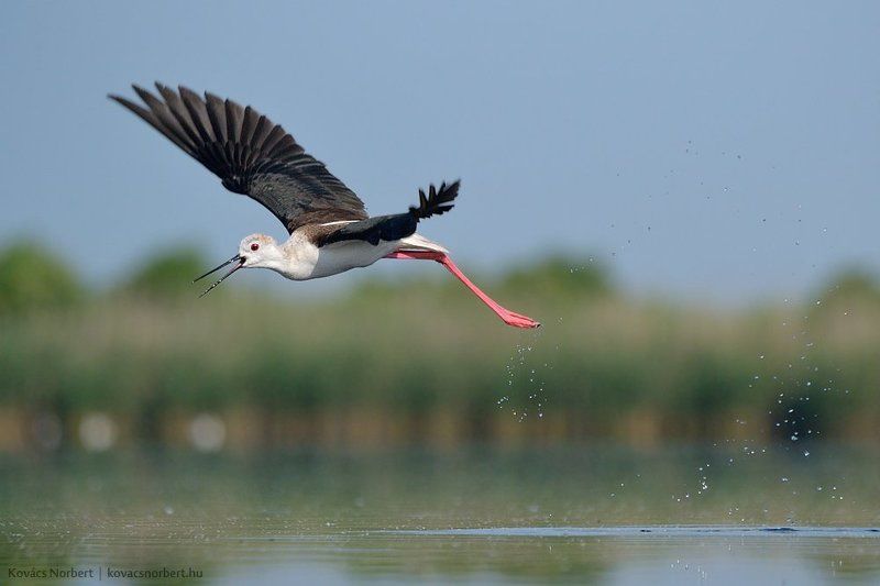 Black-winged Stiltphoto preview