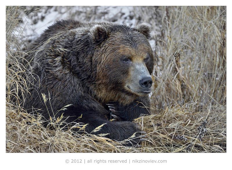 Илья Муромецphoto preview