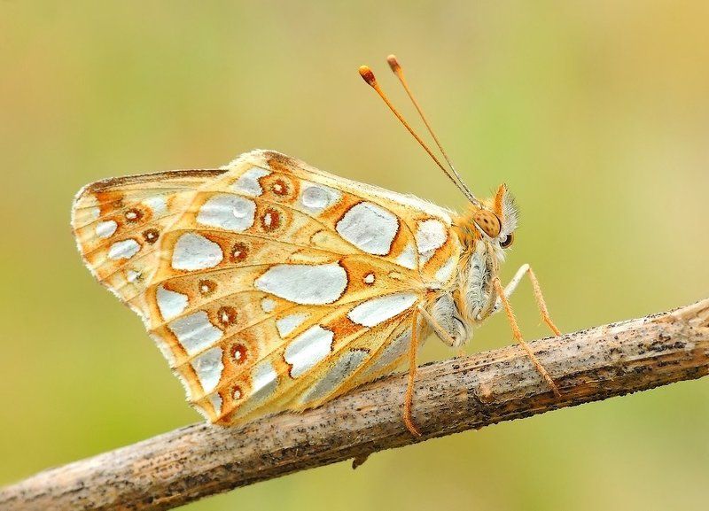 macro Walking proudly...photo preview