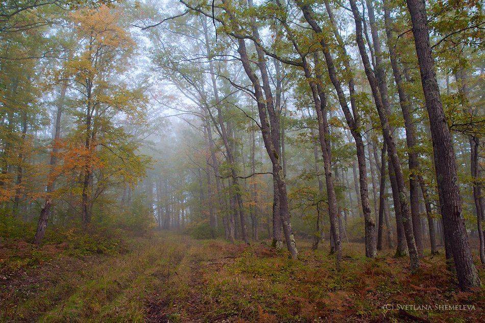 , Светлана Щемелева