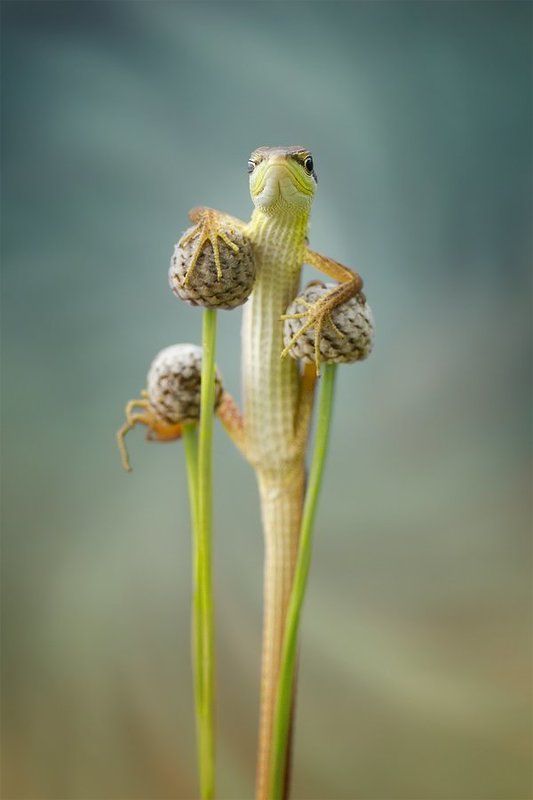 hallo my name lizardphoto preview