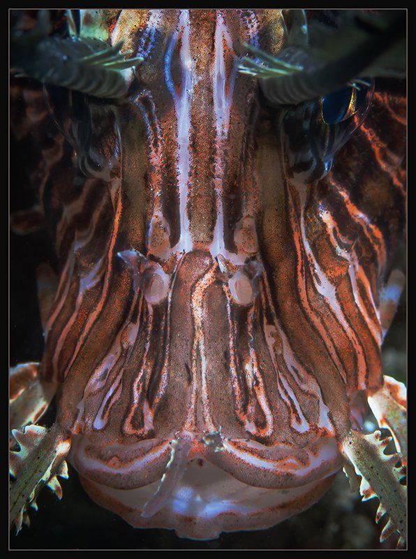 Лицаphoto preview