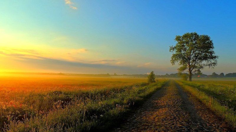 In the morning mist ...photo preview