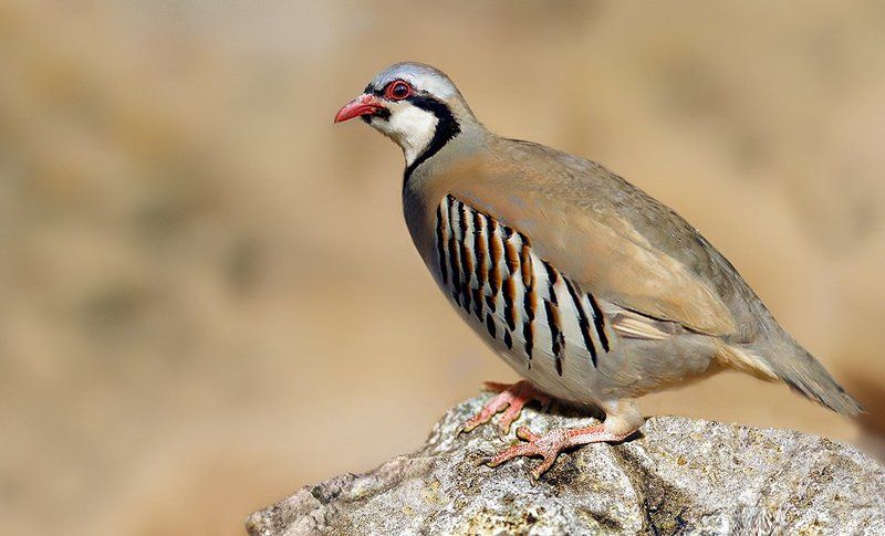 Partridgephoto preview