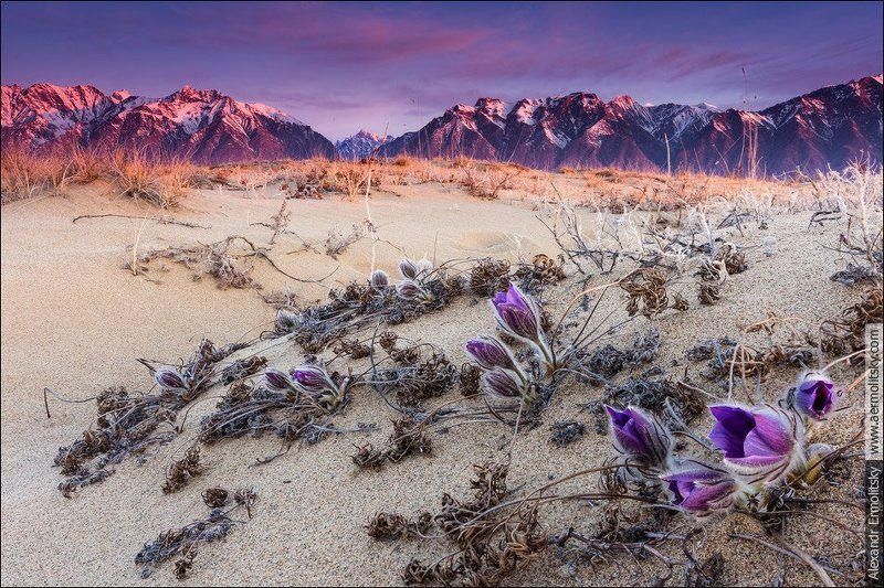 Chara, Zabaikalie, Забайкалье, Чара ~ Сон-трава ~photo preview