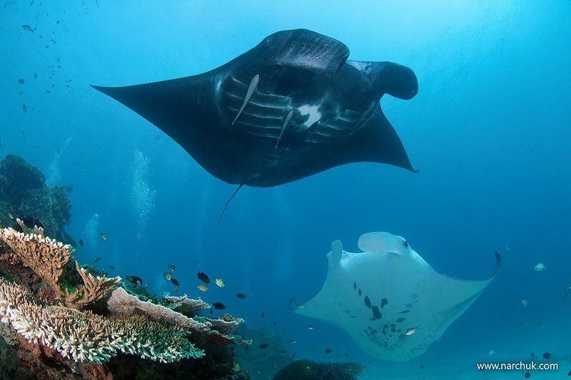 Белый танецphoto preview