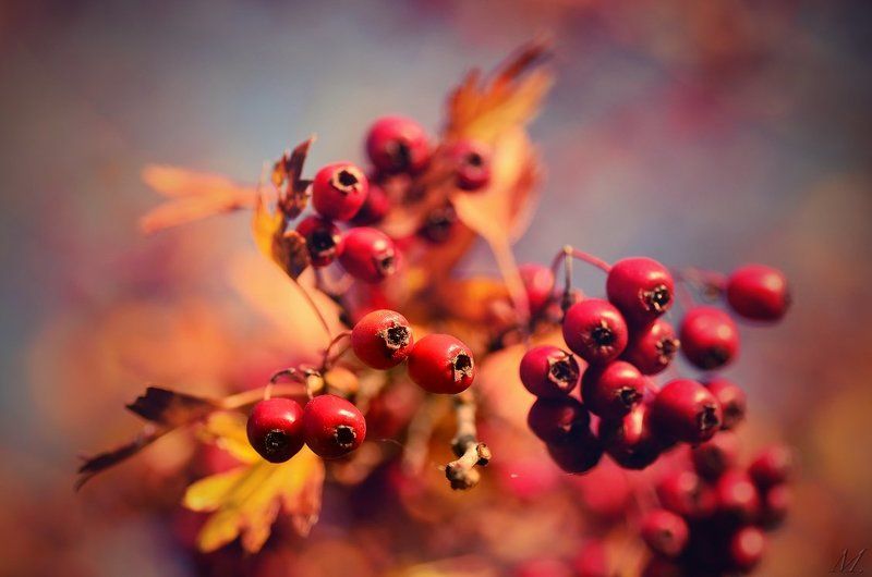 красныйphoto preview