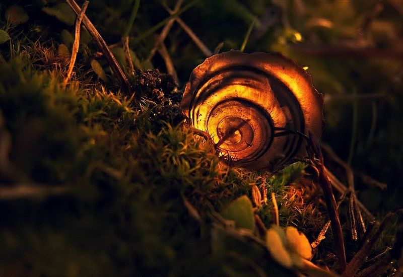 wake,macro,shell,sonyh, Shine Onphoto preview