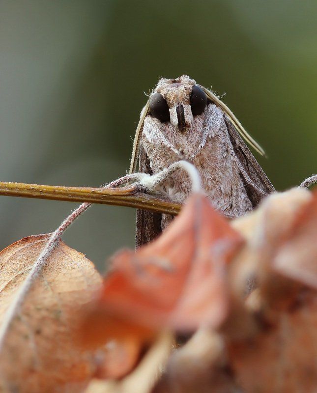 Портрет бражникаphoto preview