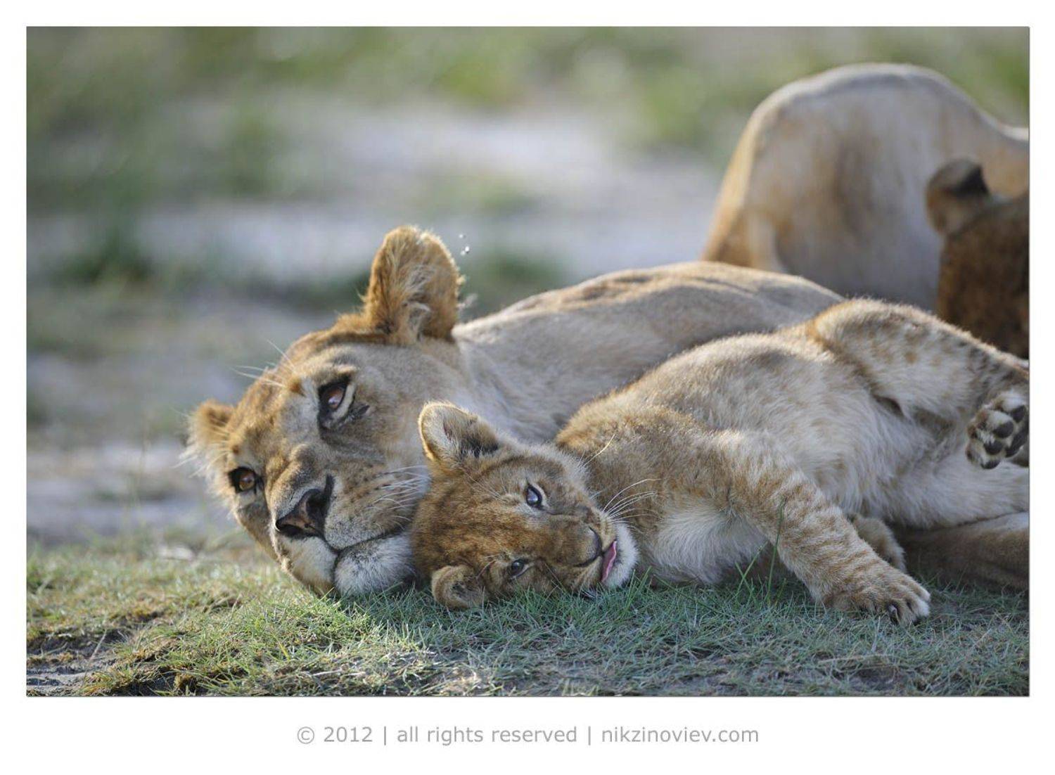 , Николай Зиновьев