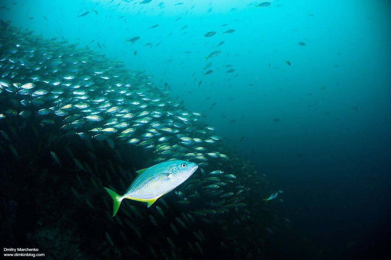 , Дмитрий Марченко