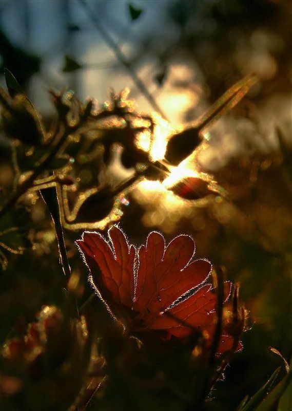 wake,light,sony,macro Magic Lightphoto preview