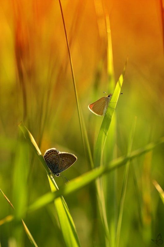 двоюродные братьяphoto preview