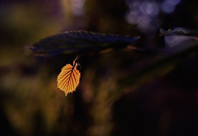 wake,helios,zenit,scan Helios Sensephoto preview