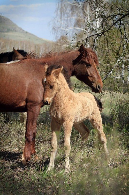 Сивка- бурка ...photo preview