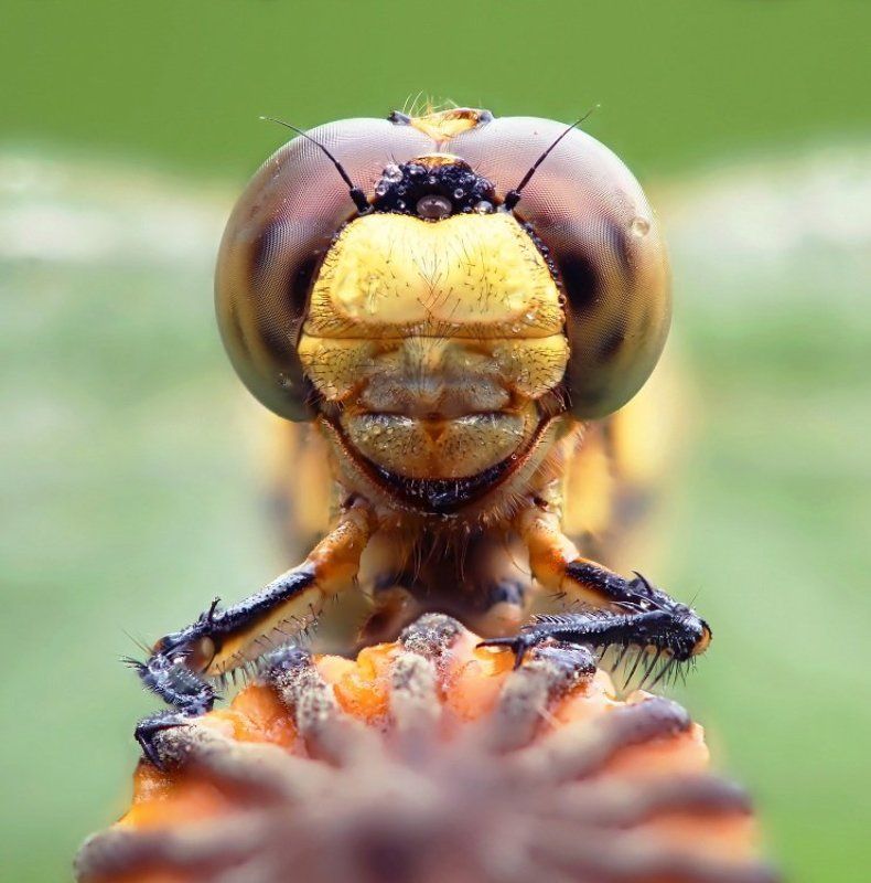 Портрет стрекозыphoto preview