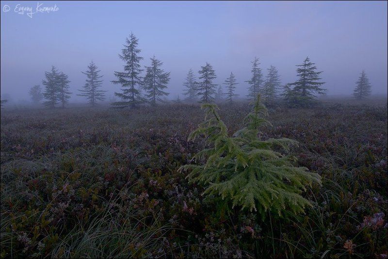 Ноглики, Паутинка, Сахалин, Тундра Тундра, однакоphoto preview