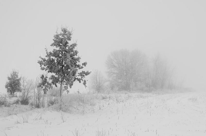 Деревья, Зима, Иней, Туман Всё меняется...photo preview