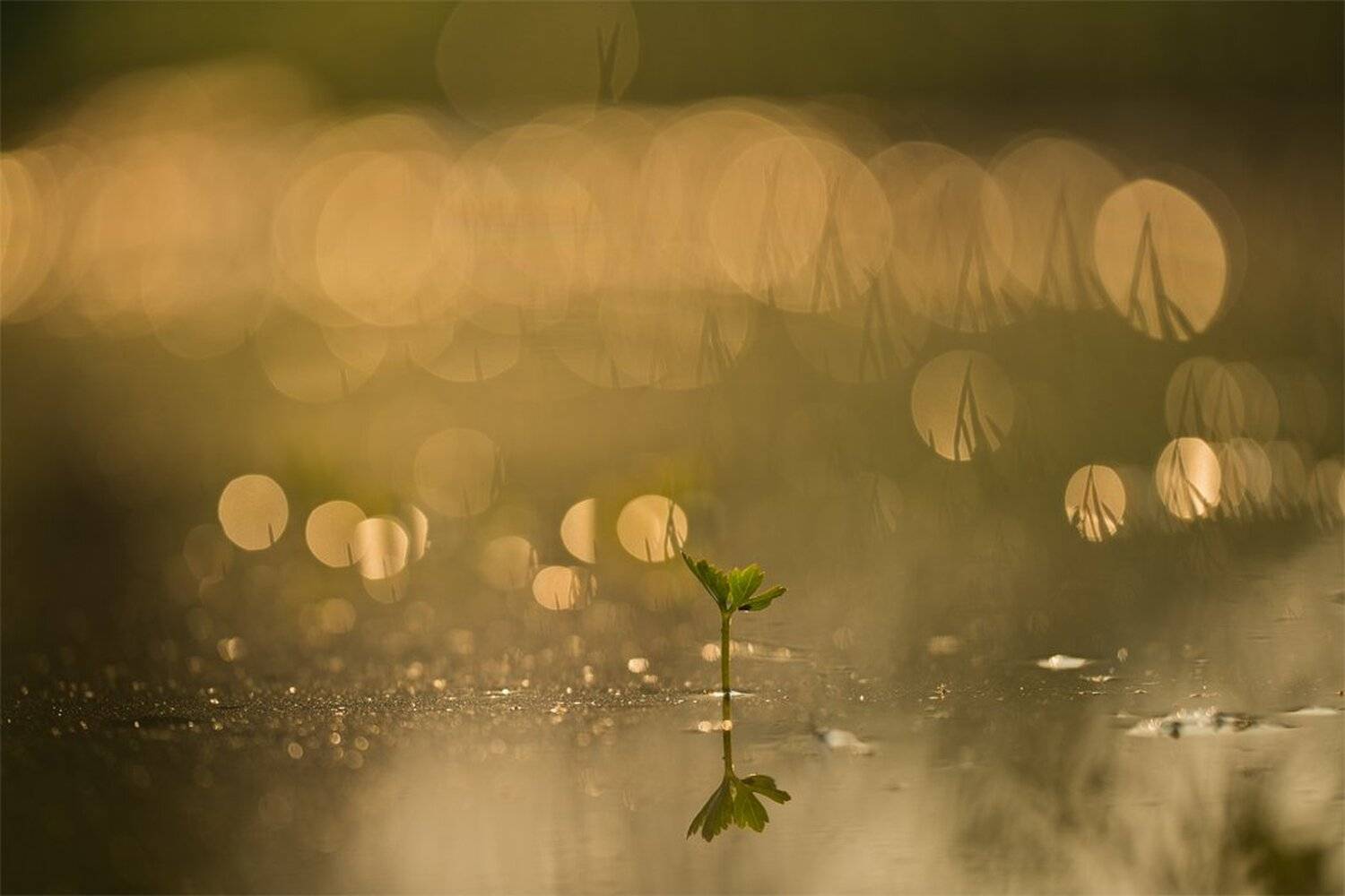 , Геннадий Мещеряков