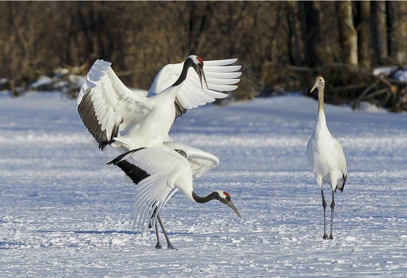 WHEN A MAN LOVES A WOMAN (THE MOMENT OF MAKING LOVE)photo preview