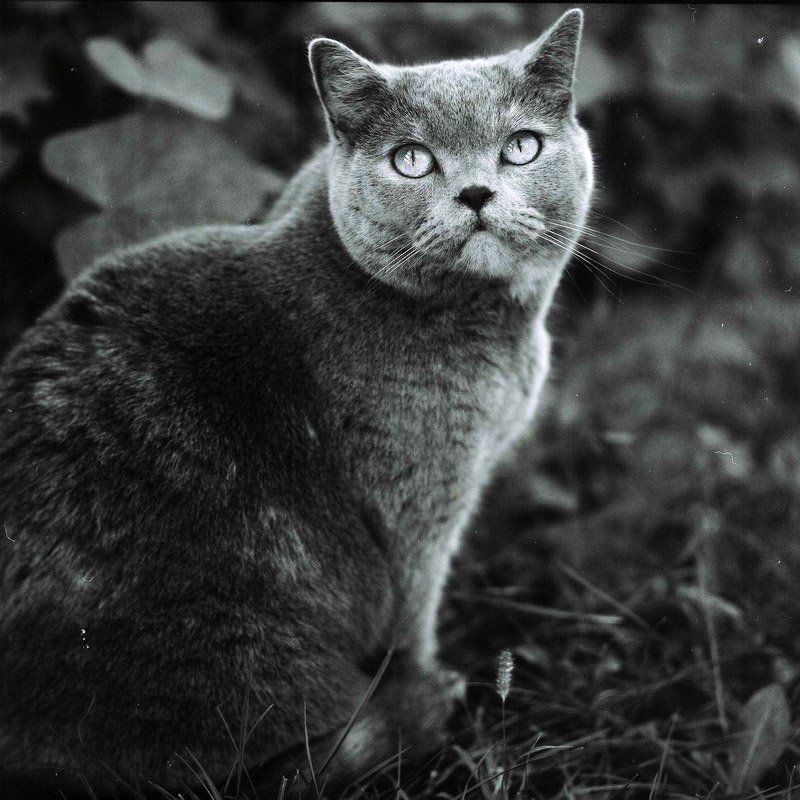 Allegraphoto preview