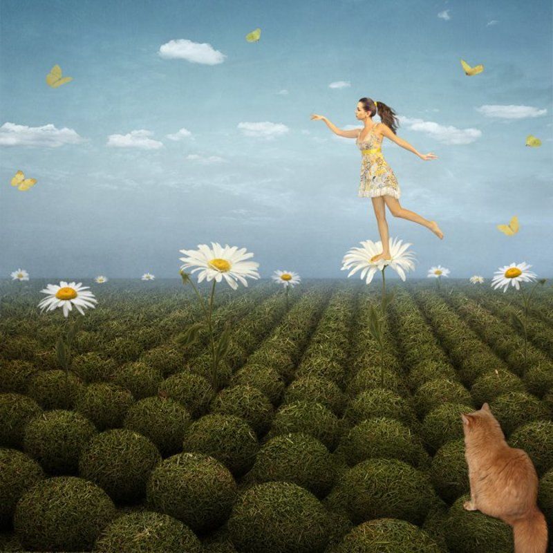 Девушка, Кошка, Лето, Поле, Ромашки, Сон Сны про лето... фото превью