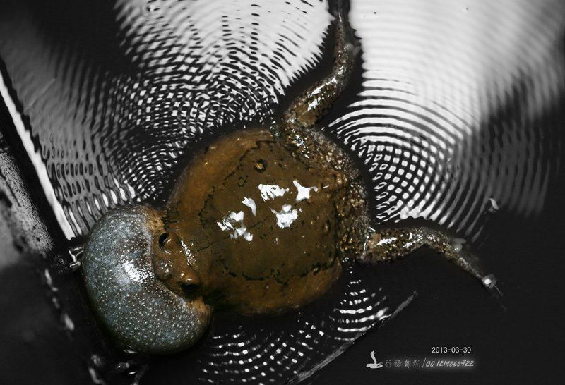 Цветок бабочка лягушкаphoto preview