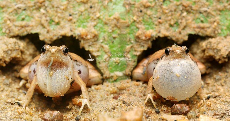 Лягушка пузыряphoto preview