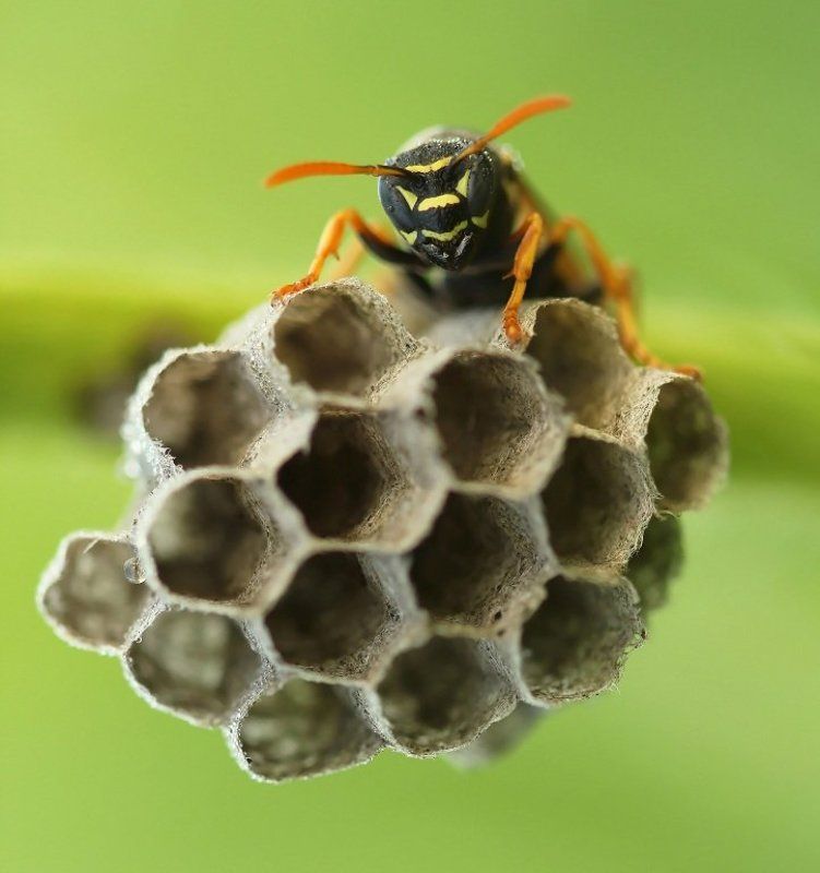 На гнездеphoto preview