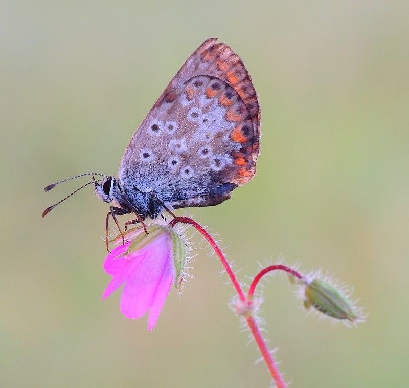 Butterfly Dream ...photo preview