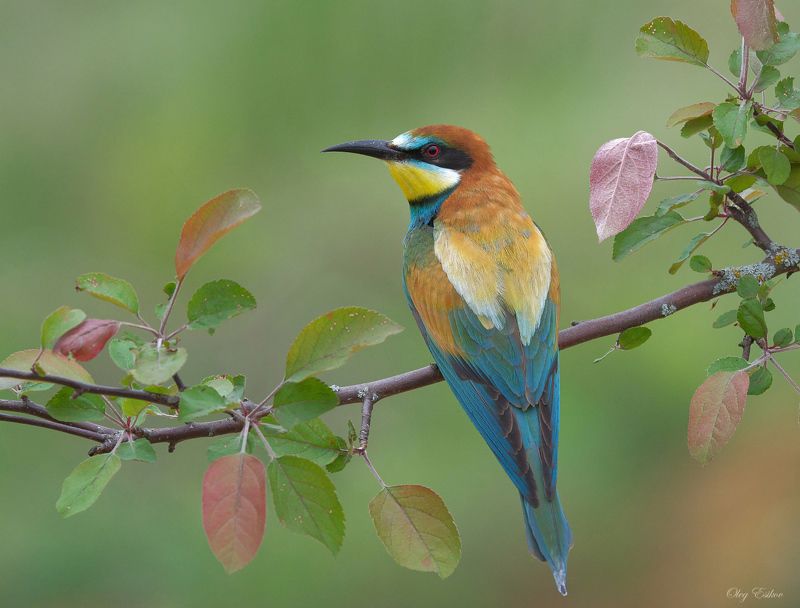 Золотистые щурки. Сезон 2021photo preview