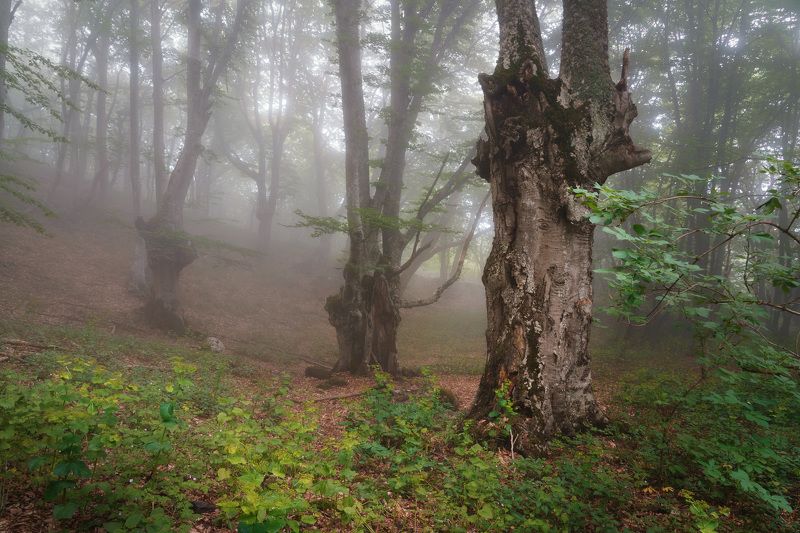 лес, деревья, туман Хранители сказочного лесаphoto preview