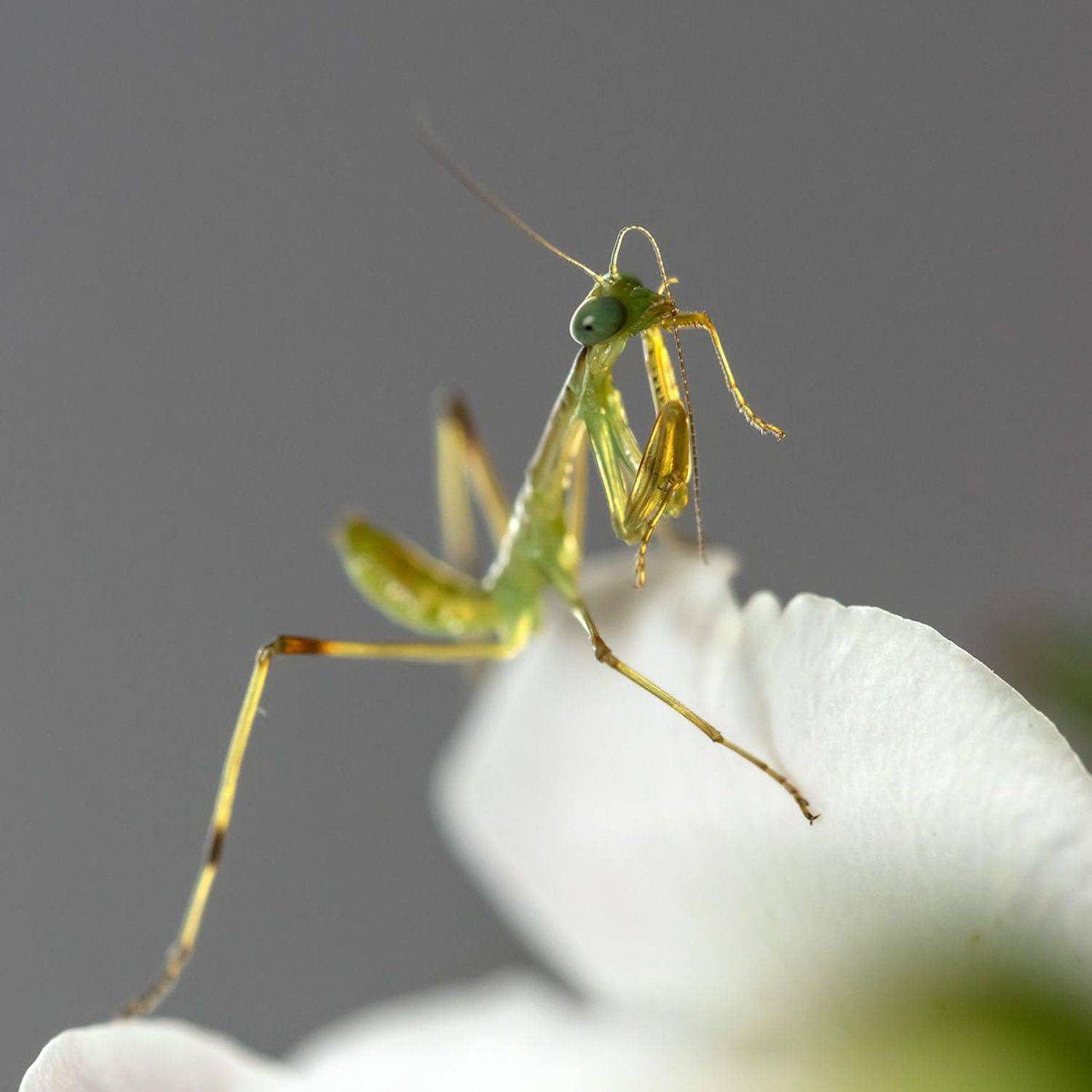 , Александр Земляной