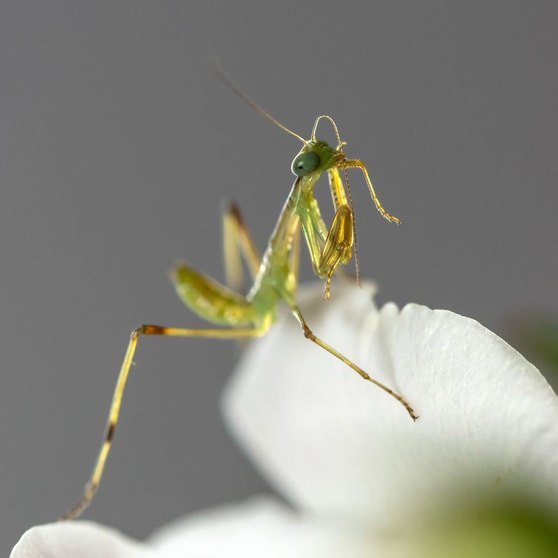 Карамелькаphoto preview