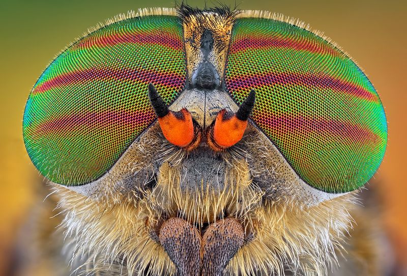 irass, waledzik, nat geo, olympus, close up, macro, extreme macro, макро RAY BAN.photo preview