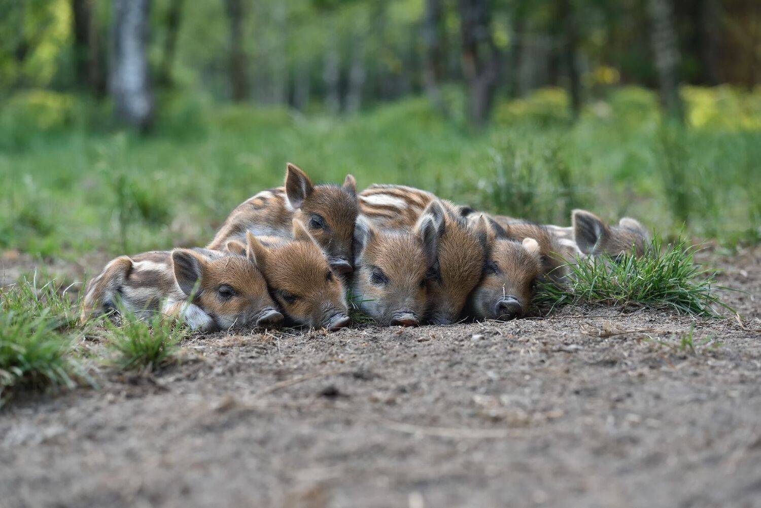 тихий час. Автор: Виталий Полуэктов лес,животные,кабаны, Виталий Полуэктов