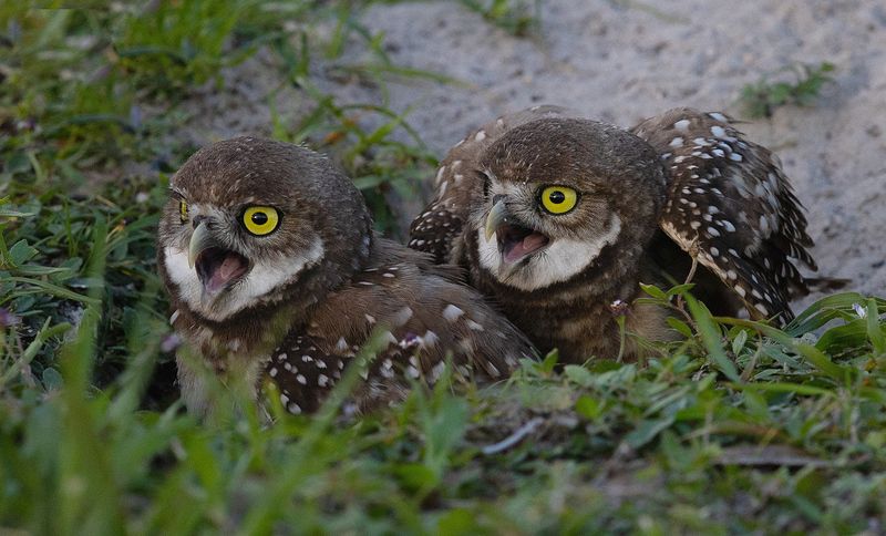 кроличий сыч, florida, burrowing owl, owl, флорида,сыч Burrowing Owlet - Кроличий сычphoto preview