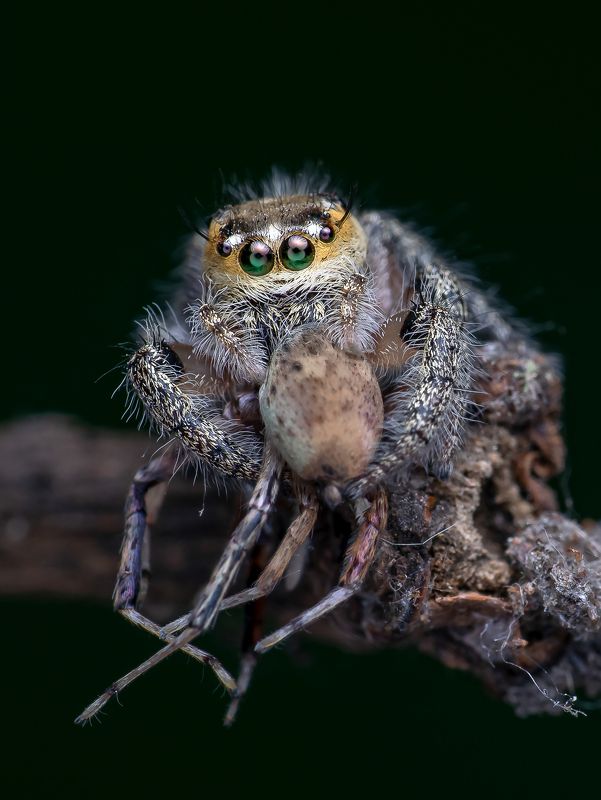 Macro wildlife insects The fascinating killerphoto preview