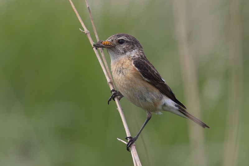 Попался который кусался photo preview