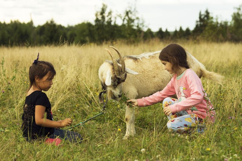 жанровая сценка,дети,девочки, коза,луг Про козуphoto preview