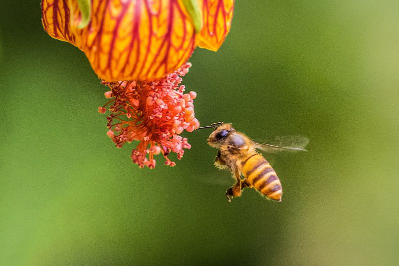 #bee #nature Beephoto preview