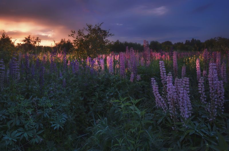 питер, пушкин, царскоесело, царское, пейзаж Люпиновое утроphoto preview
