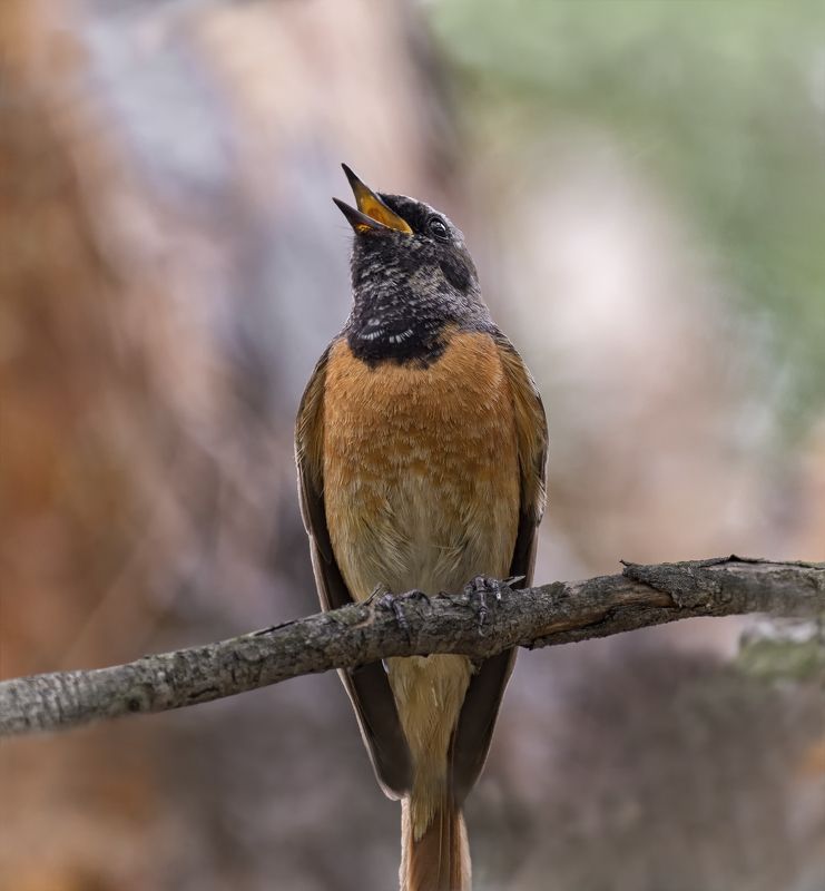 птица, горихвостка, горихвостка..photo preview