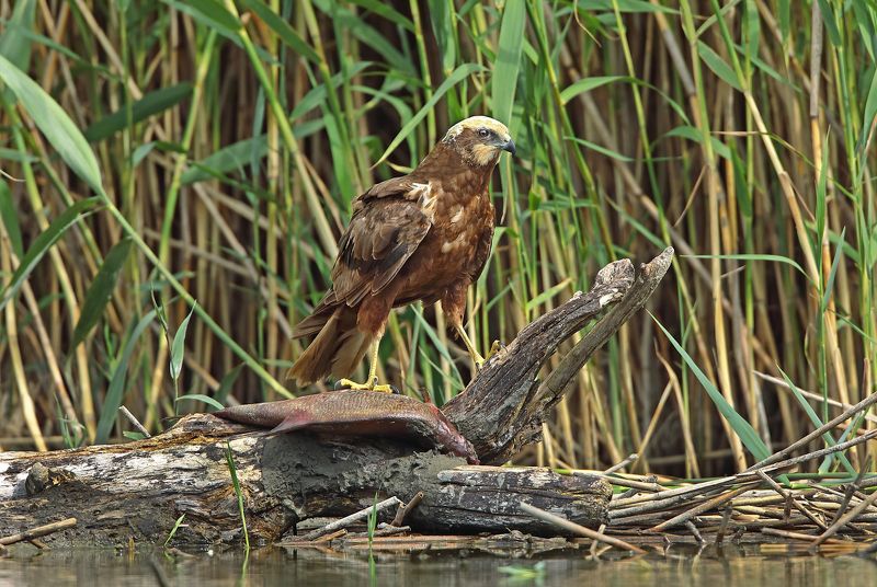болотный или камышовый лунь. Потрошитель.photo preview