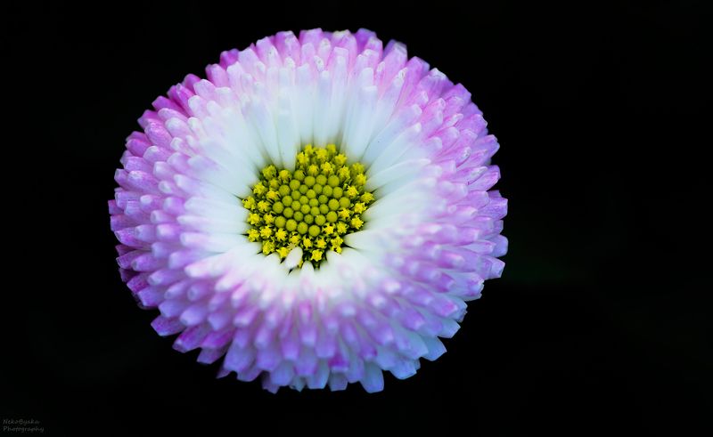 макро, природа, цветы, маргаритки Маргариткиphoto preview