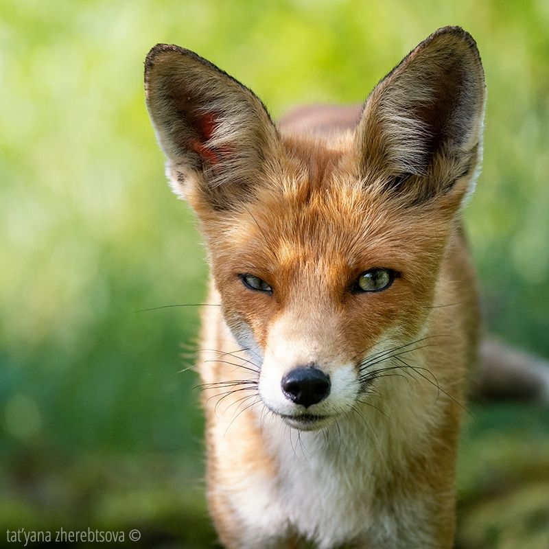 Ляськаphoto preview