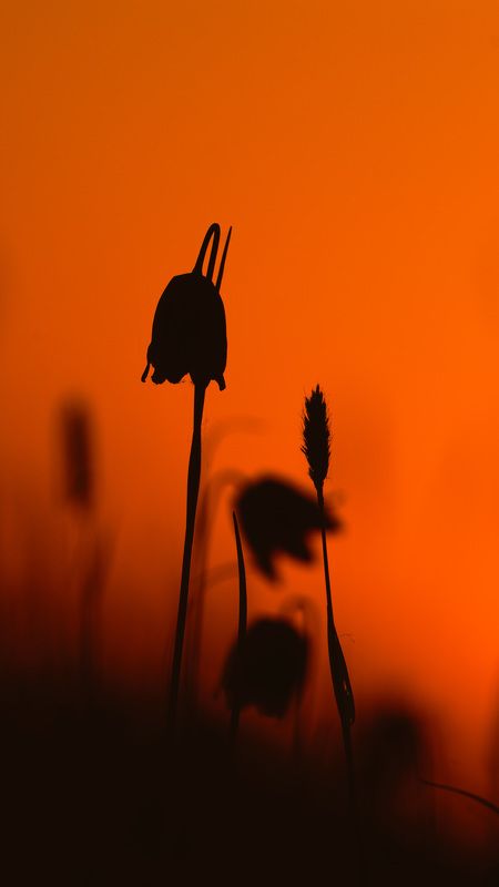 Закатный колоколphoto preview