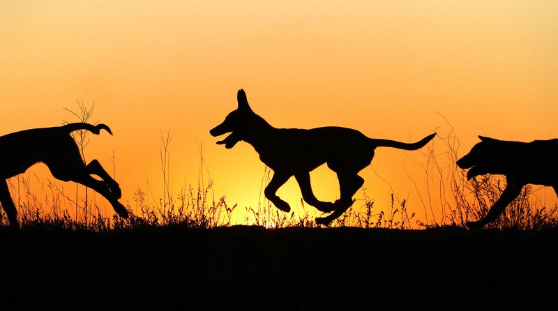 Круговорот щенков в природе :-)photo preview